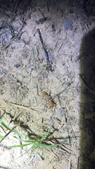 Eburia quadrigeminata