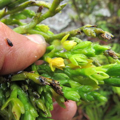Epidendrum bogotense
