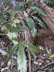 Cryptocarya obovata