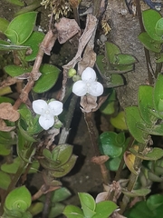 Callisia gracilis
