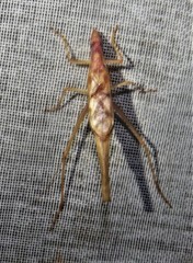 Neoxabea