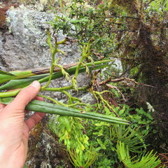 Epidendrum bogotense