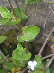 Callisia gracilis