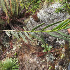 Epidendrum bogotense