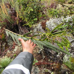 Epidendrum bogotense
