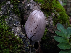 Coprinopsis alopecia