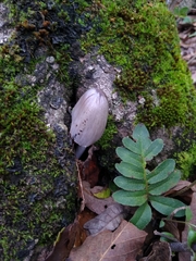 Coprinopsis alopecia