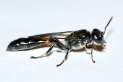 Trypoxylon collinum rubrocinctum