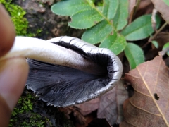 Coprinopsis alopecia