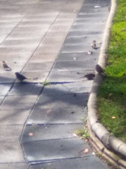 Passer domesticus