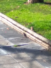 Passer domesticus