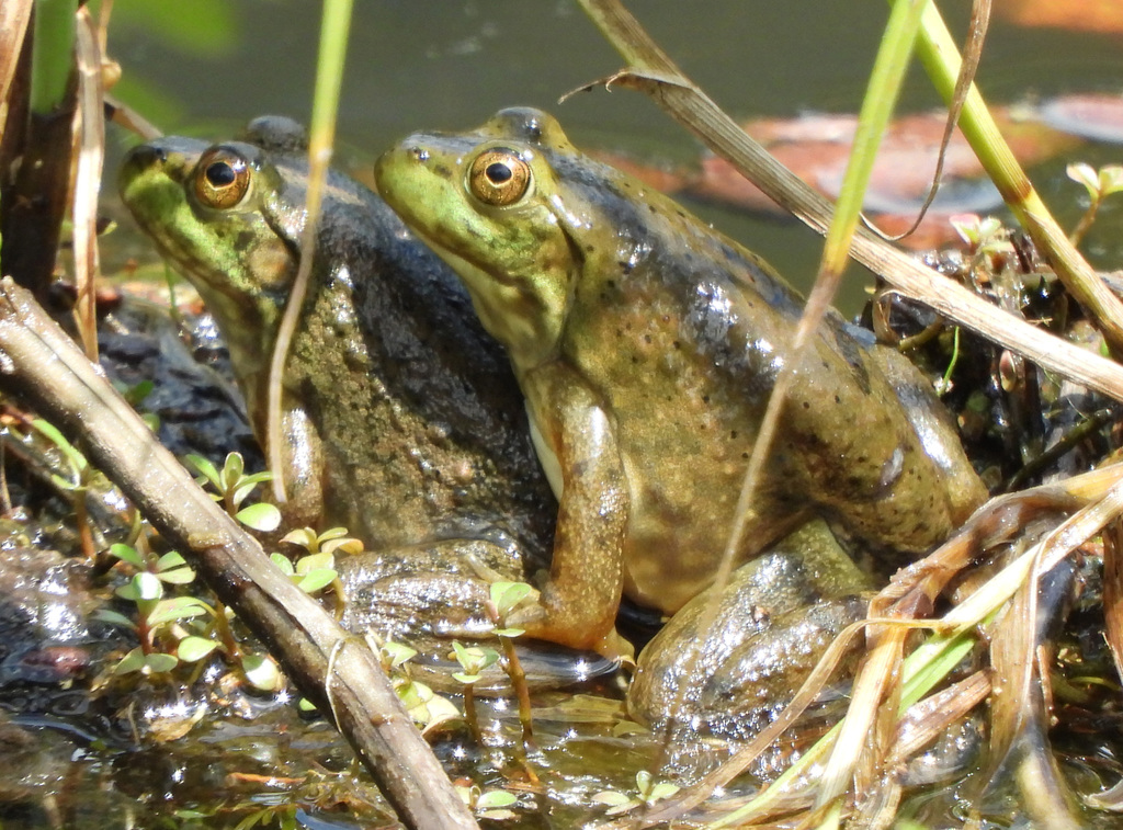 American Bullfrog from Silver Spring, MD, USA on June 27, 2021 at 12:13 ...
