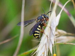 Dianthidium texanum