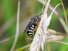 Dianthidium texanum