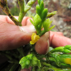 Epidendrum bogotense