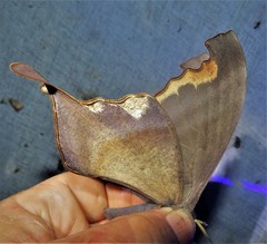 Paradaemonia winbrechlini