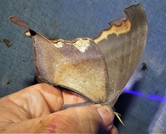 Paradaemonia winbrechlini