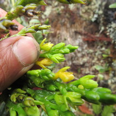 Epidendrum bogotense