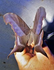 Paradaemonia winbrechlini