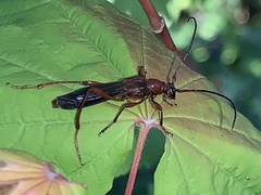 Necydalis laevicollis