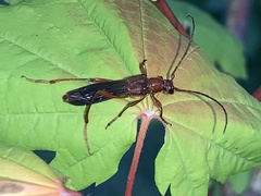 Necydalis laevicollis