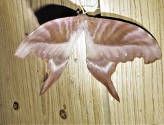 Paradaemonia winbrechlini