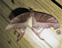 Paradaemonia winbrechlini