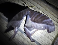 Paradaemonia winbrechlini