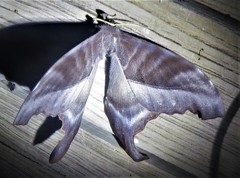 Paradaemonia winbrechlini