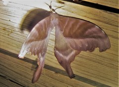 Paradaemonia winbrechlini