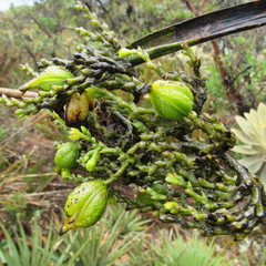 Epidendrum bogotense