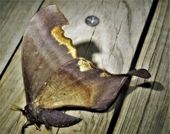 Paradaemonia winbrechlini