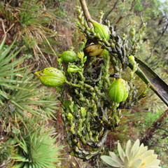 Epidendrum bogotense