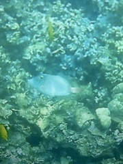 Cantherhines dumerilii