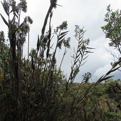 Epidendrum bogotense