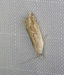 Ancylis diminuatana