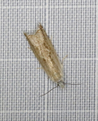Ancylis diminuatana