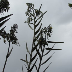 Epidendrum bogotense