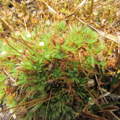 Paepalanthus dendroides