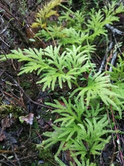 Austrolycopodium paniculatum