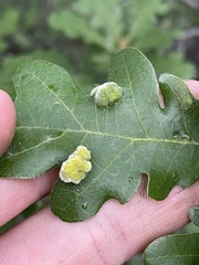 Aceria trichophila