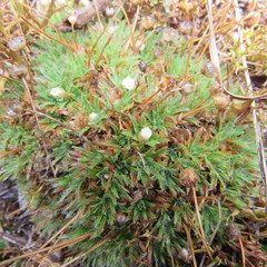 Paepalanthus dendroides
