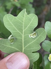 Aceria trichophila