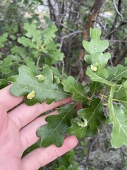 Aceria trichophila