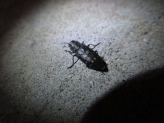 Melanophila consputa