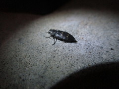 Melanophila consputa
