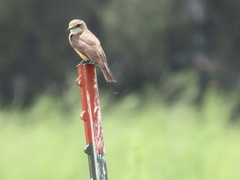Pyrocephalus rubinus