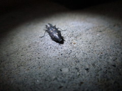 Melanophila consputa