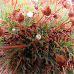 Paepalanthus dendroides