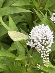 Pieris rapae